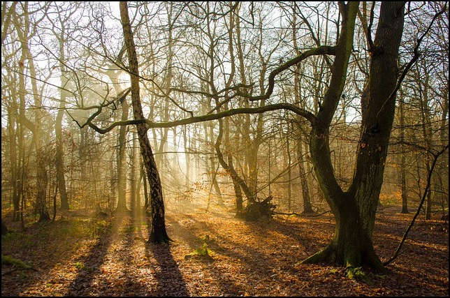 Trees with branches twining